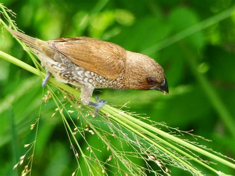 自來鳥築巢|斑文鳥